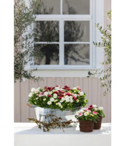 Zink-Wanne Mit Holzgriffen, Rund, Silber 7 Zink-Wanne Mit Holzgriffen, Rund, Silber -Gartenmöbel 323683 323717 WE MO 002 ZinkWannemitHolzgriffenrundsilber