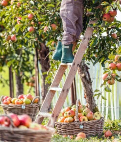 Van Der Leeden Rattan-Korb Mit Henkel, Oval, Braun -Gartenmöbel 3679743 3683786 WE MO 001 RattanKorbmitHenkelovalbraun