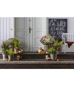 Van Der Leeden Rattan-Pflanzkorb, Grau-braun -Gartenmöbel 4316279 4316295 4316303 WE MO 001 TerrkottaTopfVento