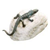 Rottenecker Bronzefigur Eidechse Auf Flusskiesel -Gartenmöbel 5349816 WE MO 001 RotteneckerBronzefigurEidechseaufFlusskiesel1